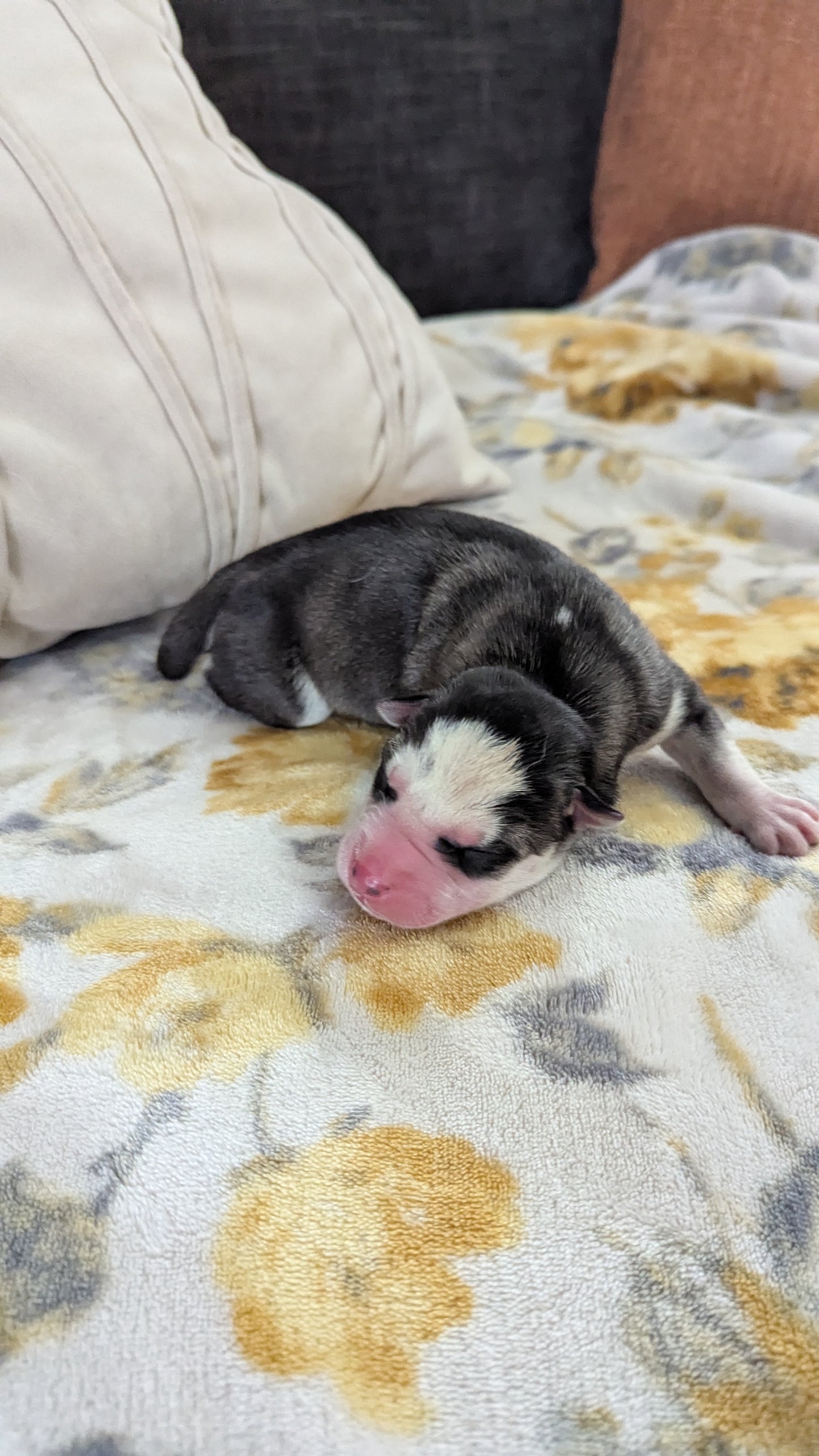 Cato ♂️ (Adopted)