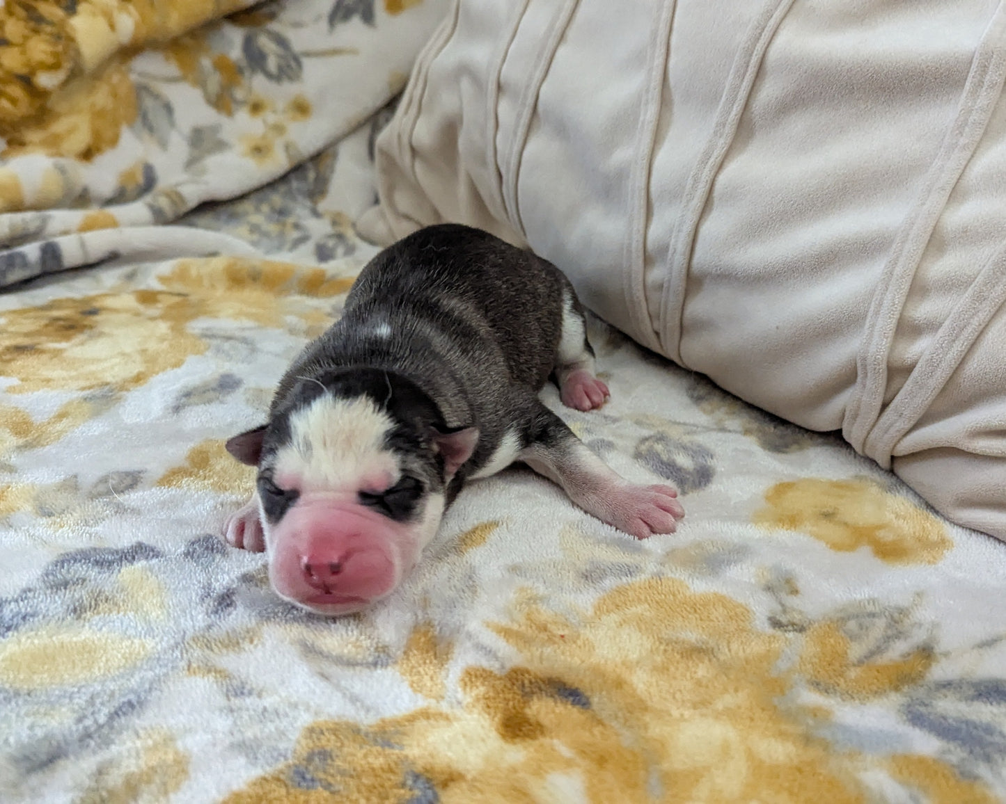 Cato ♂️ (Adopted)