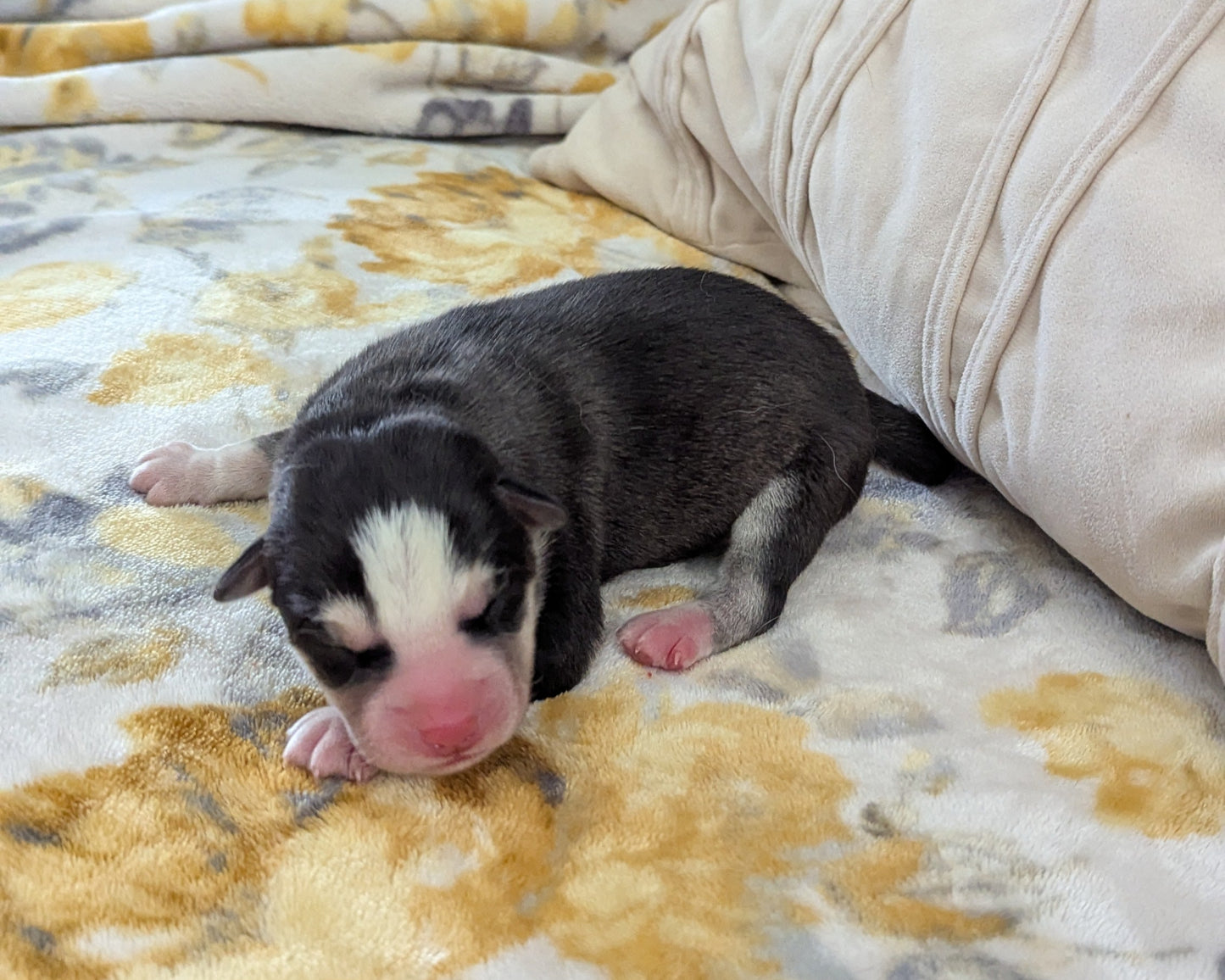 Niko ♂️ (Adopted) "Alpha"