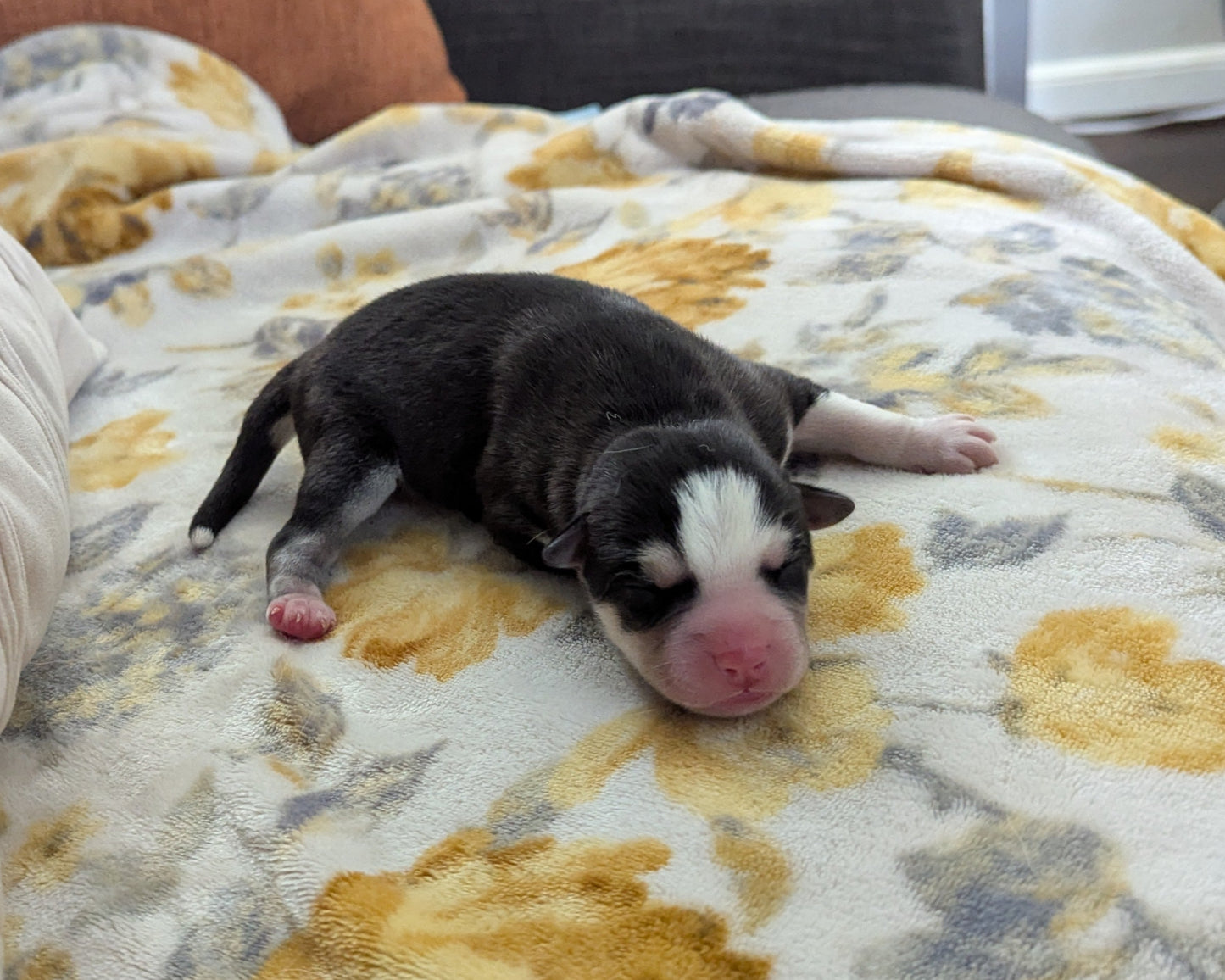 Niko ♂️ (Adopted) "Alpha"