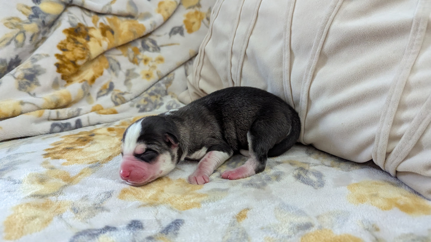 Rocky ♂️ (Adopted)
