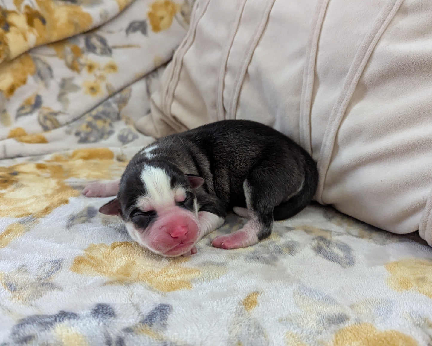 Rocky ♂️ (Adopted)