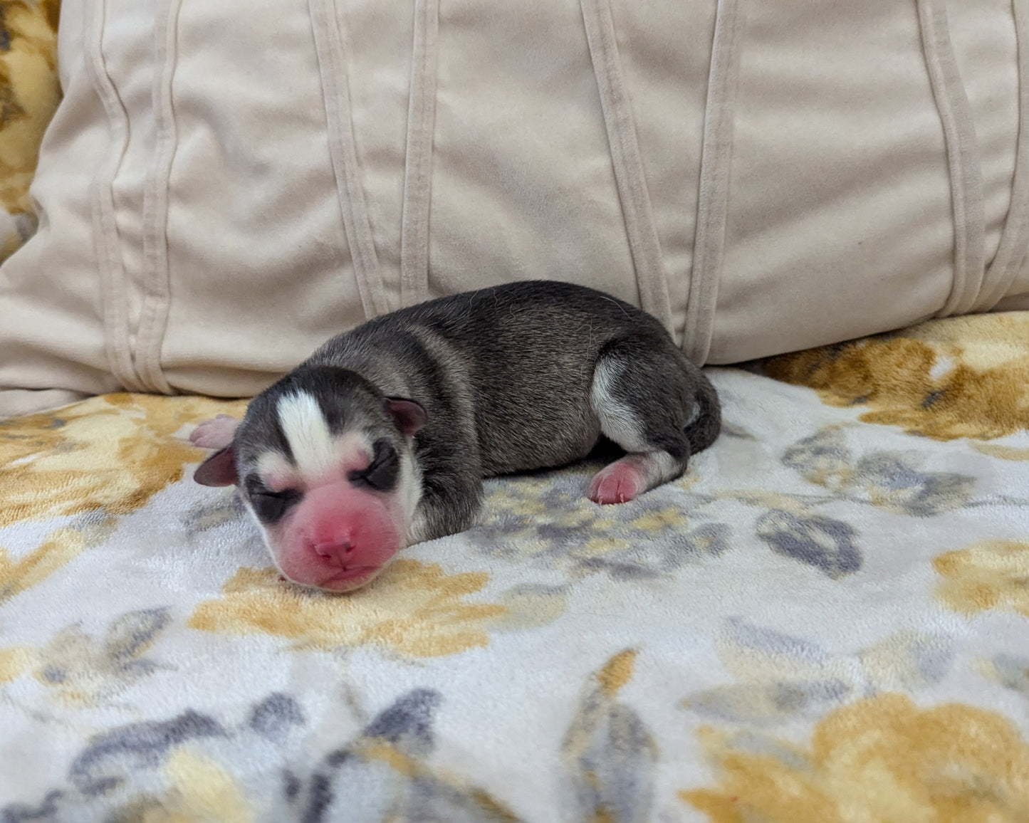 Nova ♀️ (Adopted)