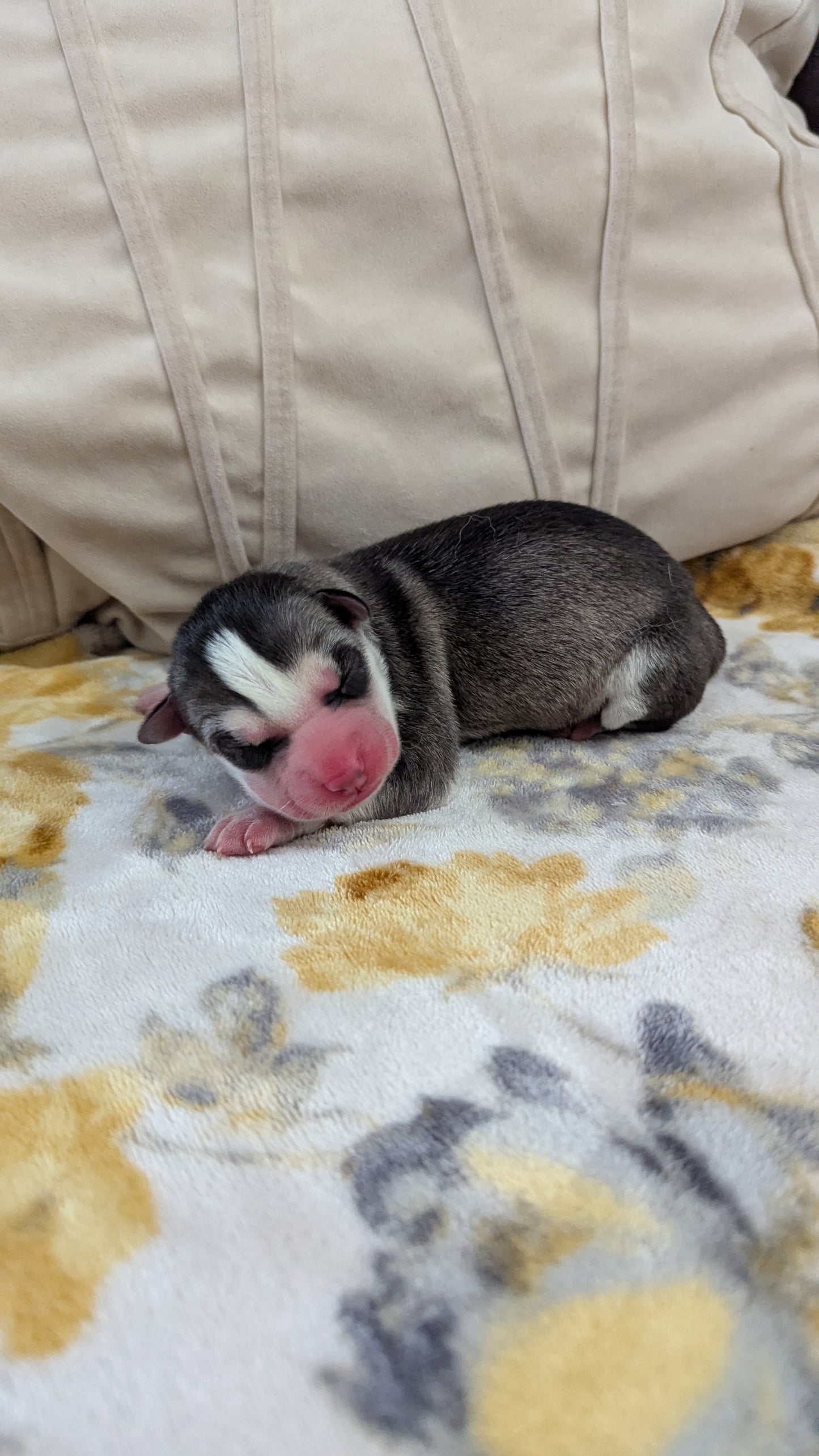 Nova ♀️ (Adopted)
