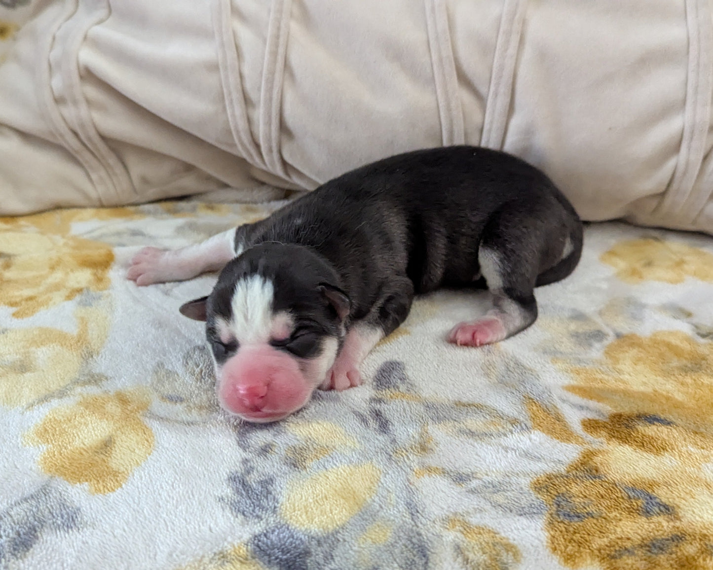 Jasper ♂️ (Adopted)