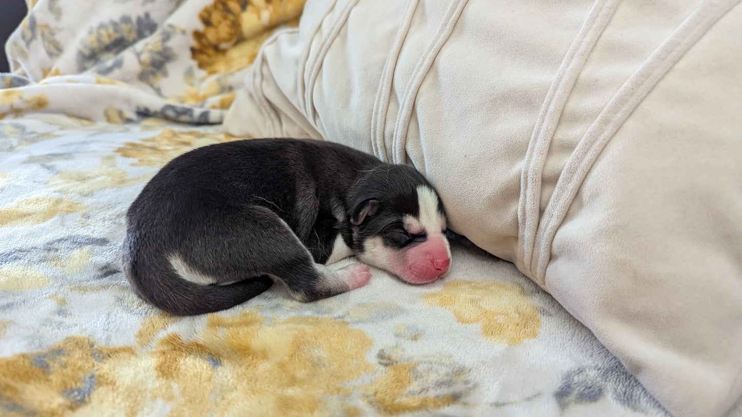 Jasper ♂️ (Adopted)