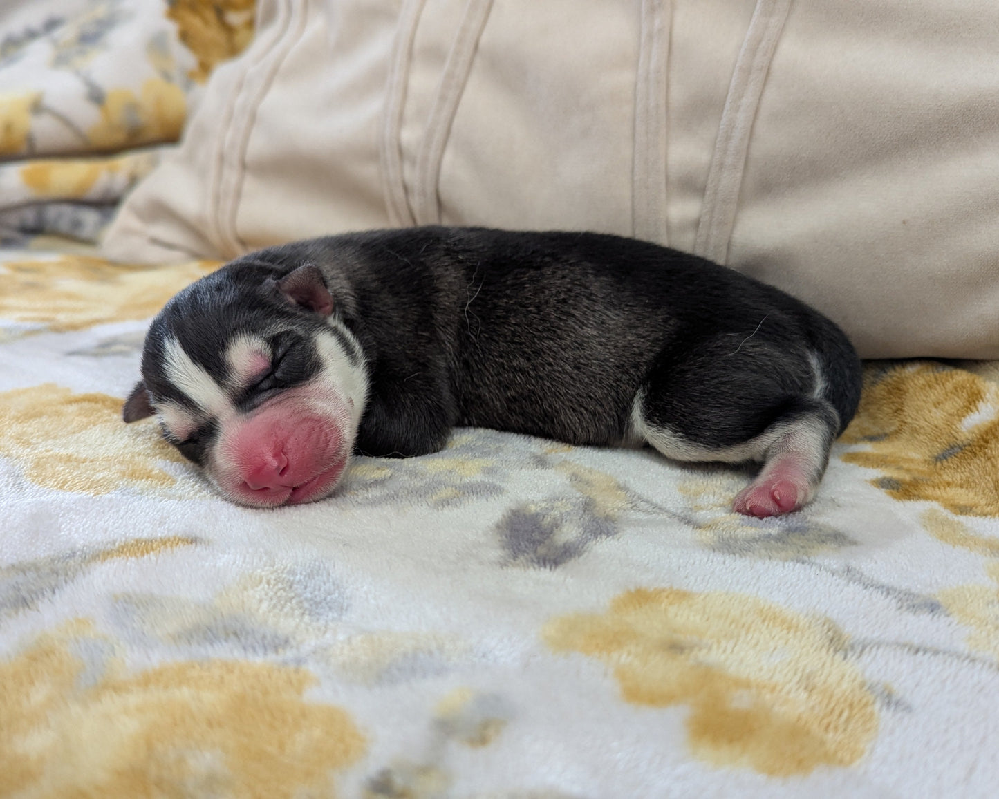 Bruno ♂️ (Adopted) "Omega"