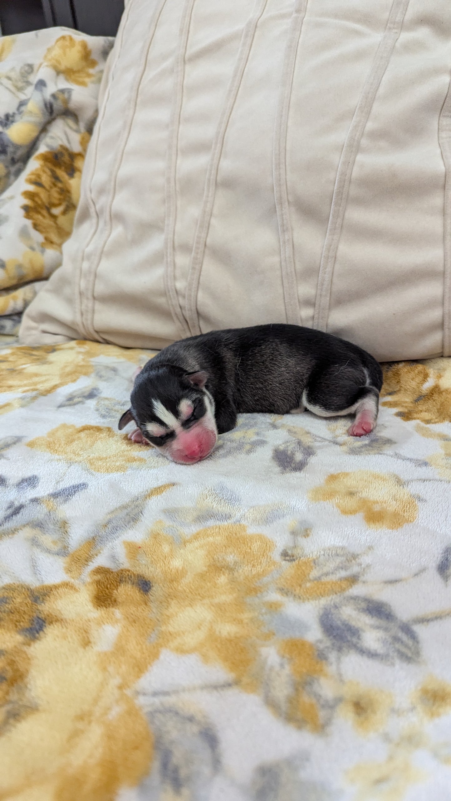 Bruno ♂️ (Adopted) "Omega"