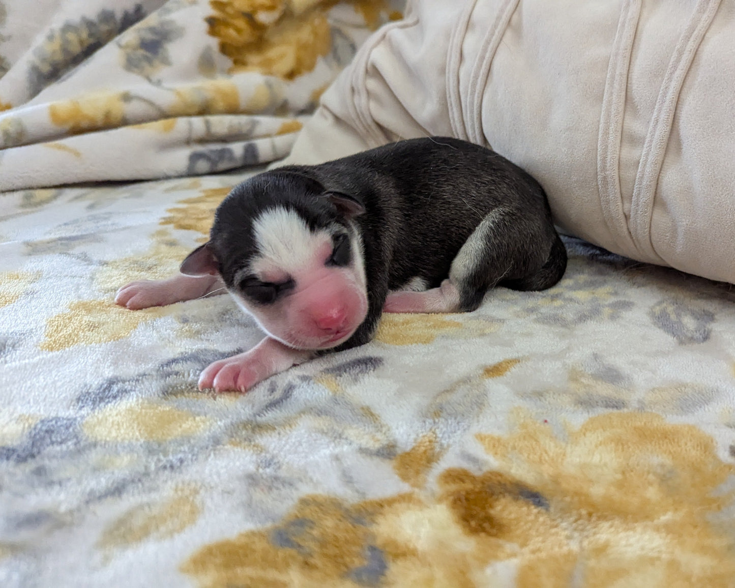 Apollo ♂️ (Adopted)