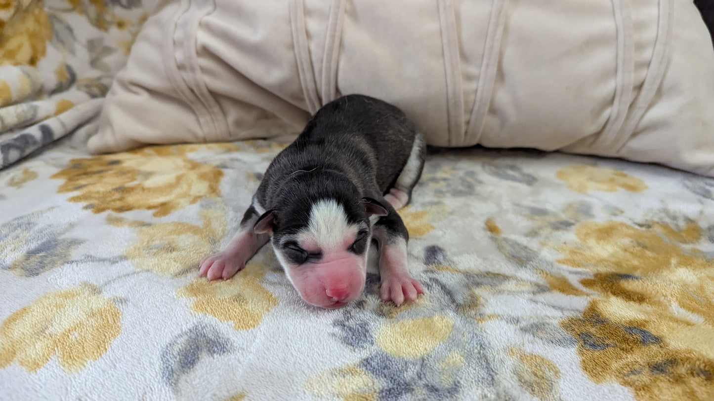 Apollo ♂️ (Adopted)