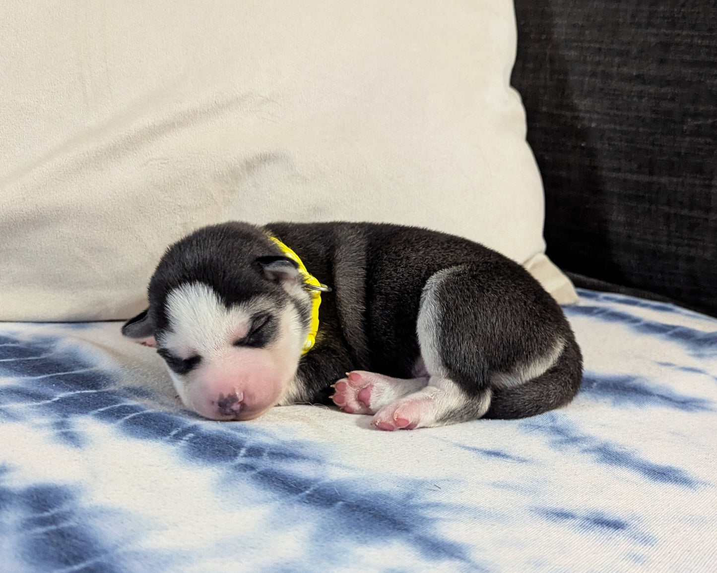 Apollo ♂️ (Adopted)