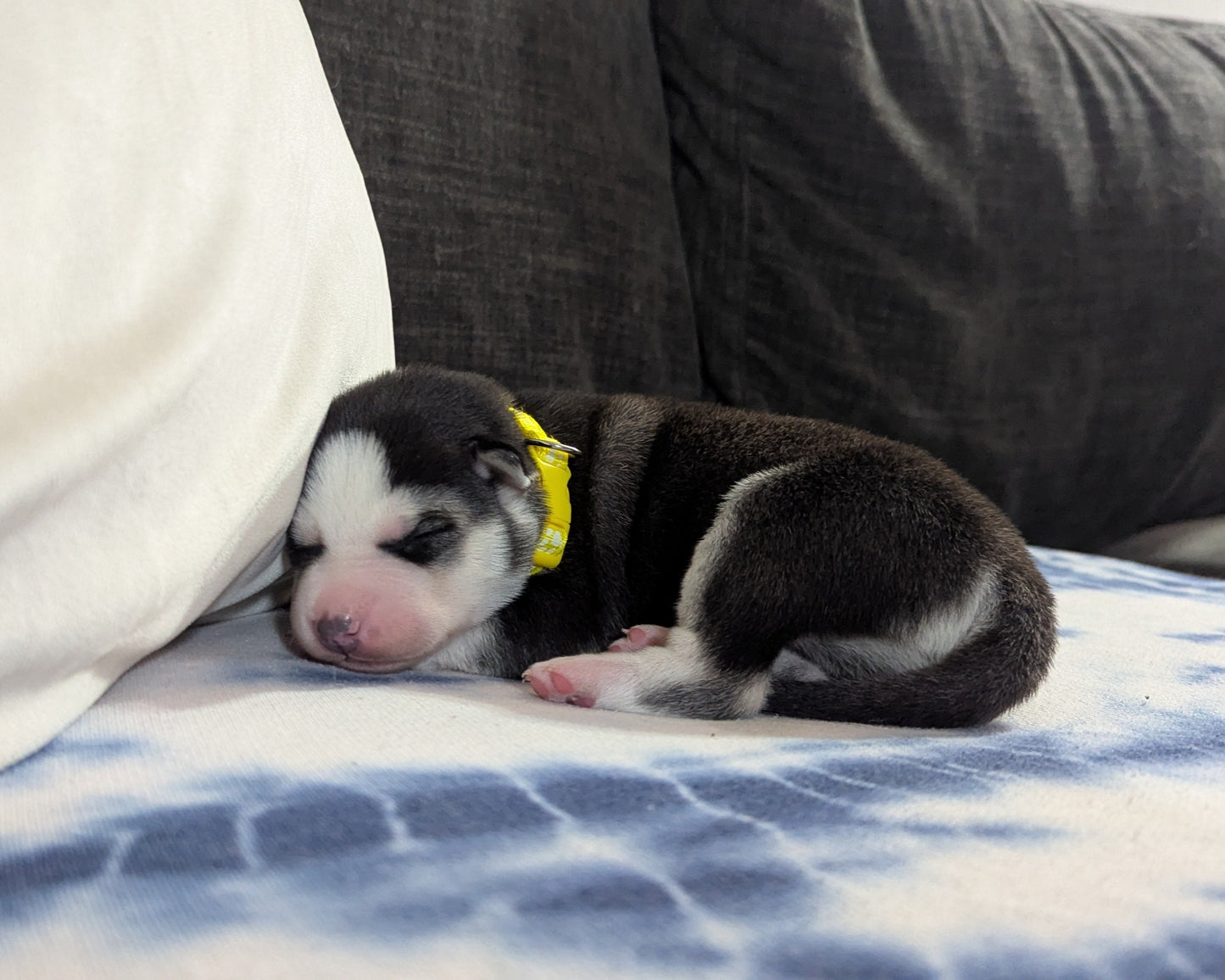 Apollo ♂️ (Adopted)