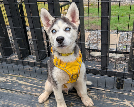 Apollo ♂️ (Adopted)