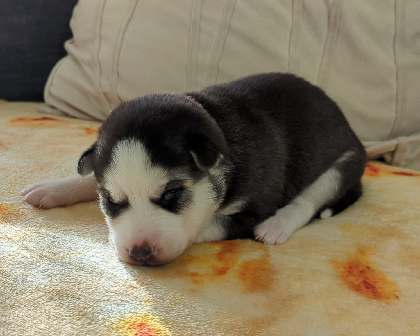 Apollo ♂️ (Adopted)