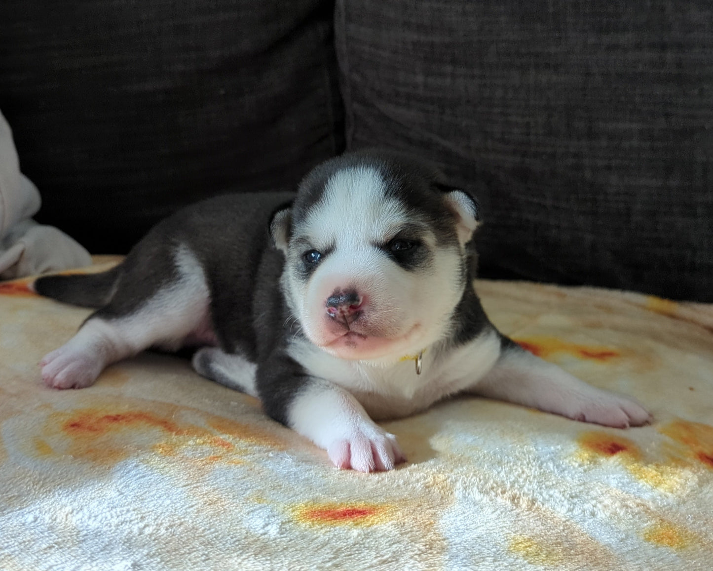 Apollo ♂️ (Adopted)