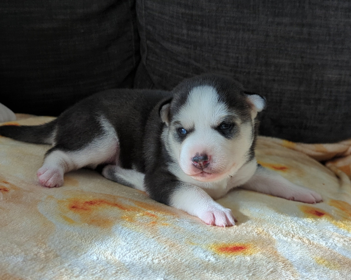 Apollo ♂️ (Adopted)