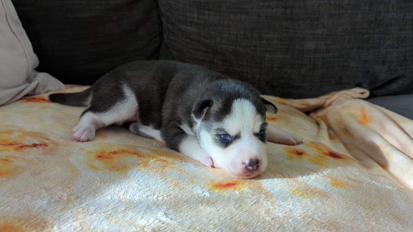 Apollo ♂️ (Adopted)