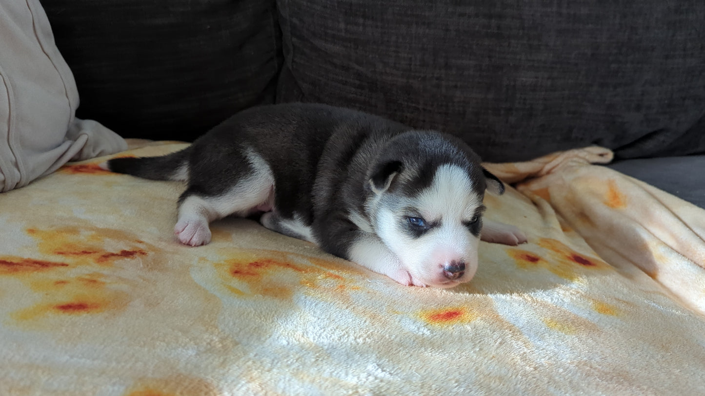 Apollo ♂️ (Adopted)