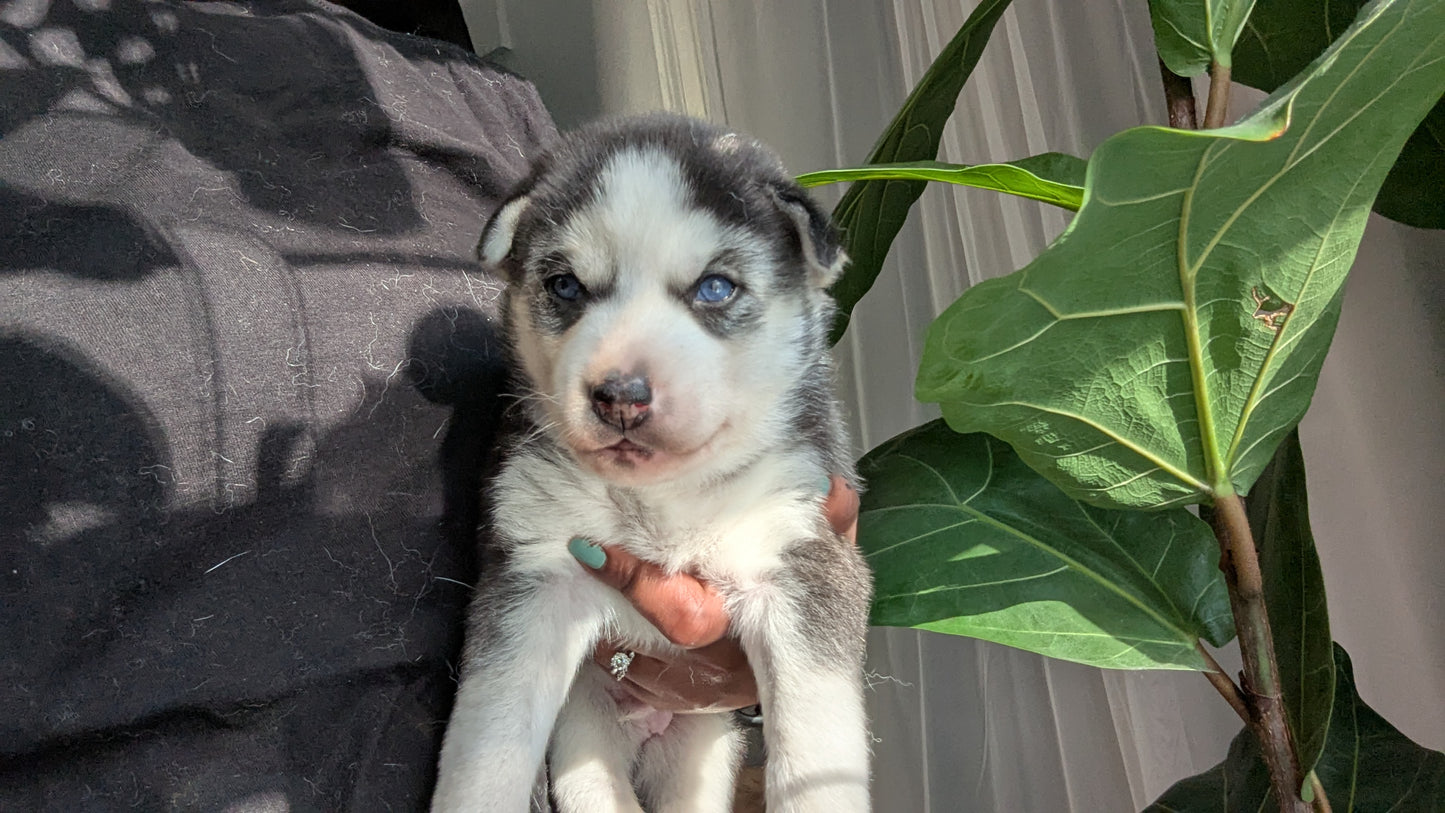 Apollo ♂️ (Adopted)