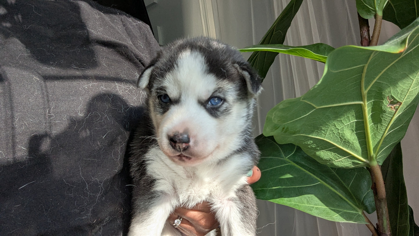 Apollo ♂️ (Adopted)