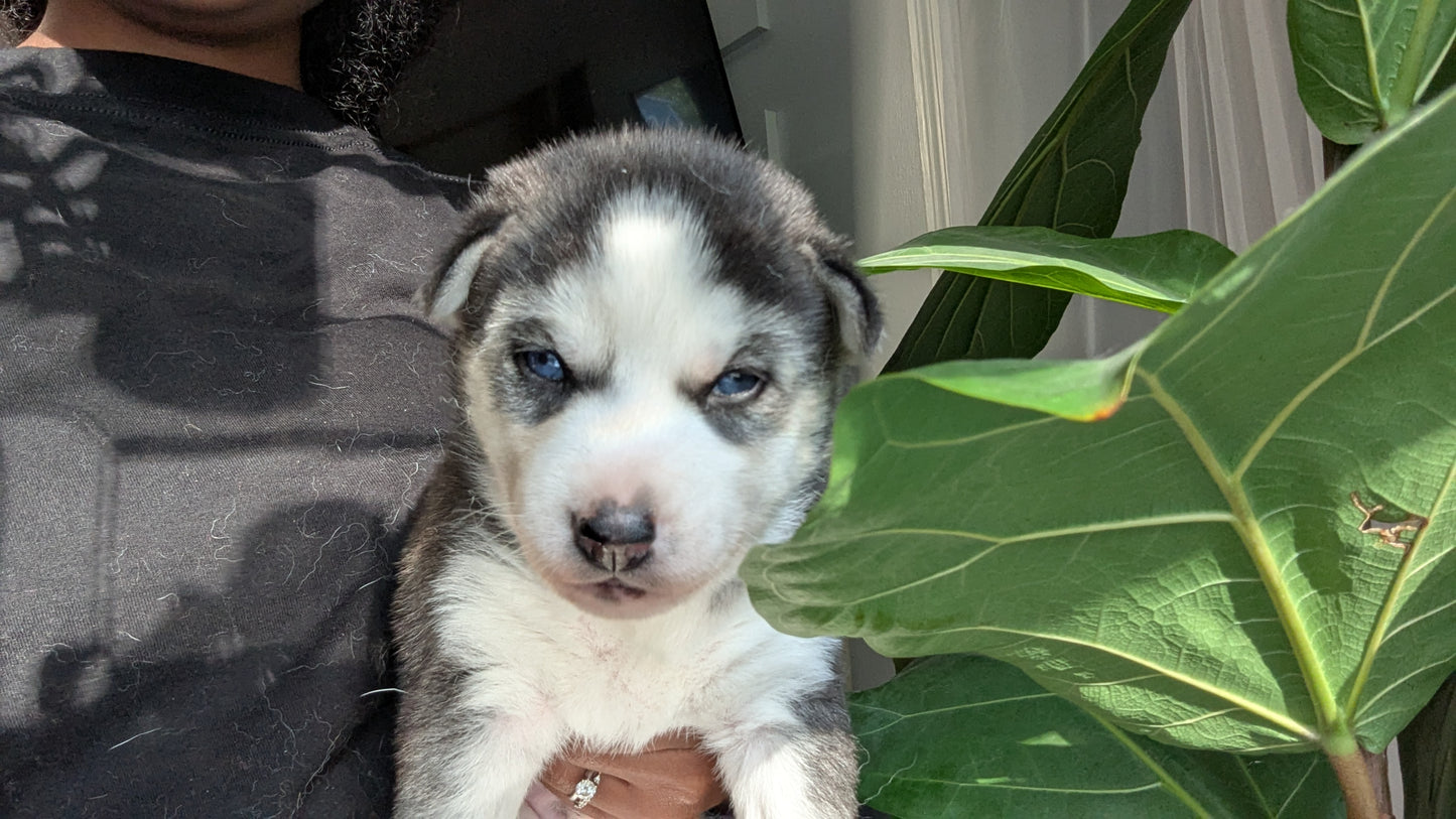 Apollo ♂️ (Adopted)