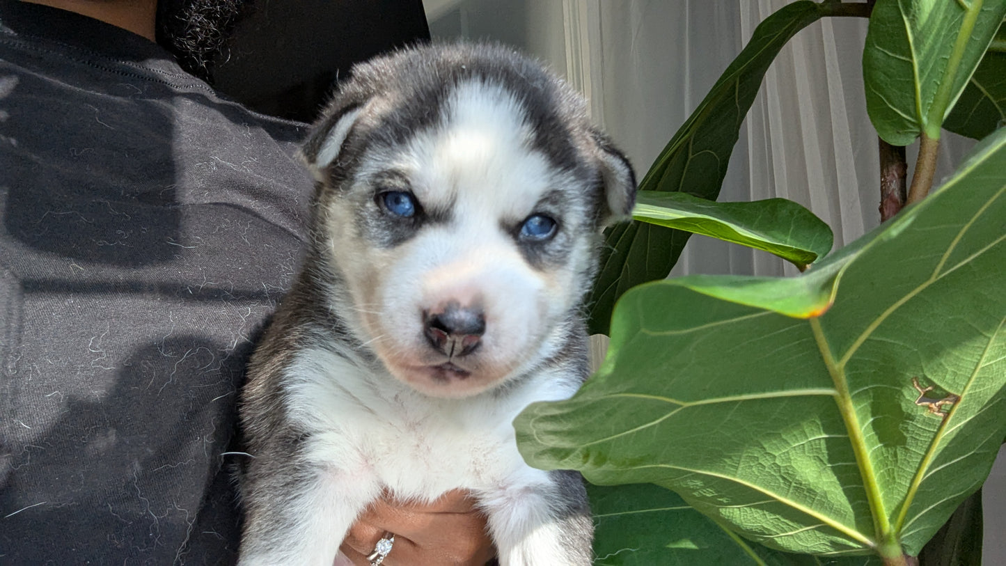 Apollo ♂️ (Adopted)
