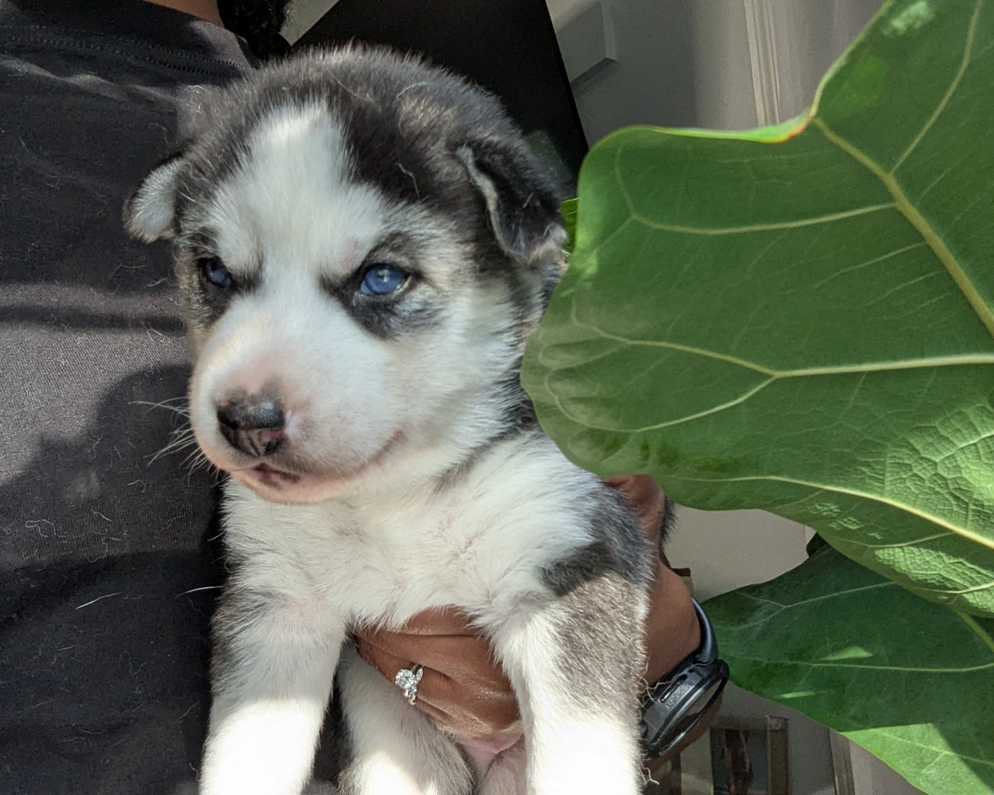 Apollo ♂️ (Adopted)