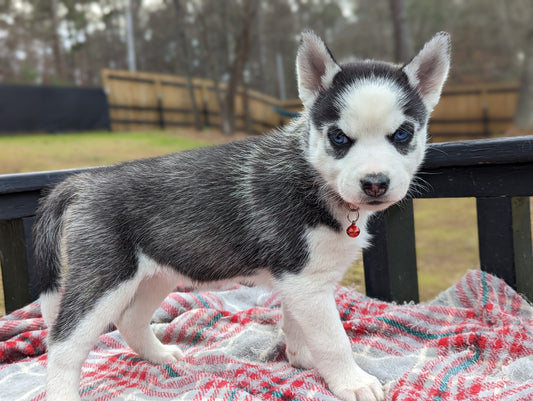 Athena ♀️ (Adopted) "Alpha"