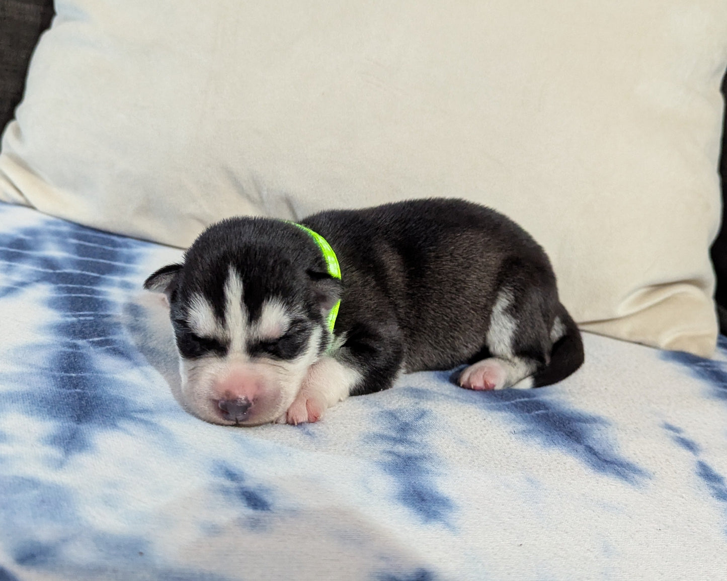 Bruno ♂️ (Adopted) "Omega"