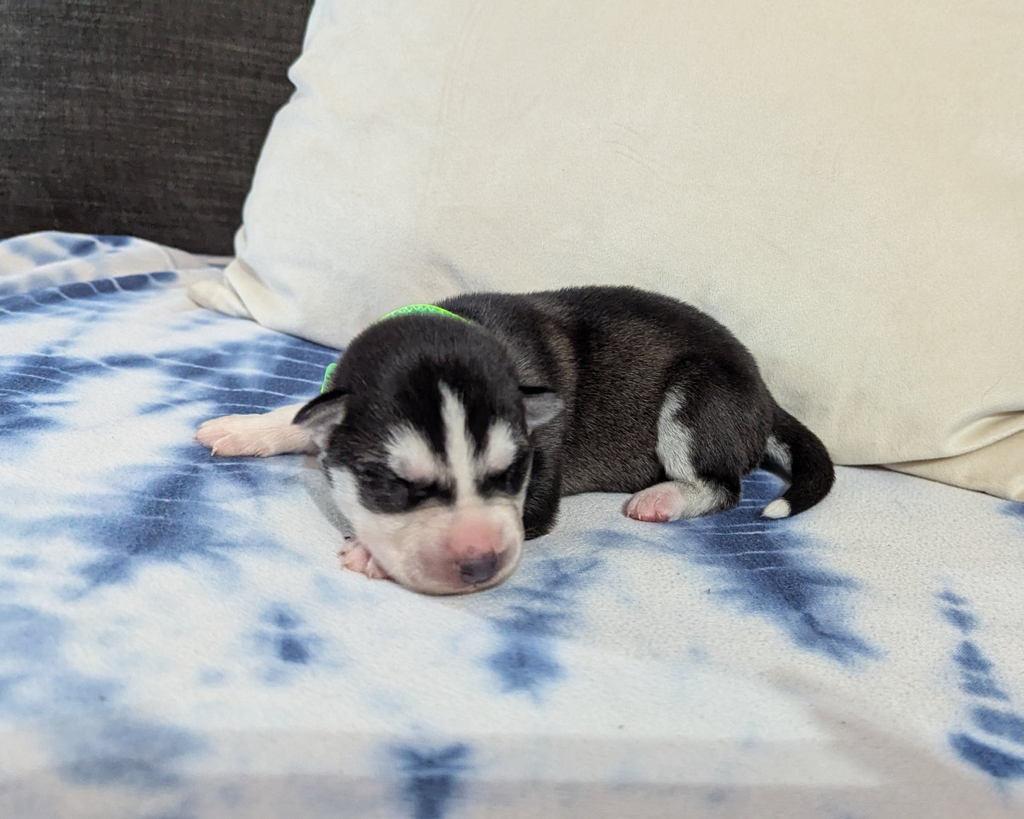 Bruno ♂️ (Adopted) "Omega"