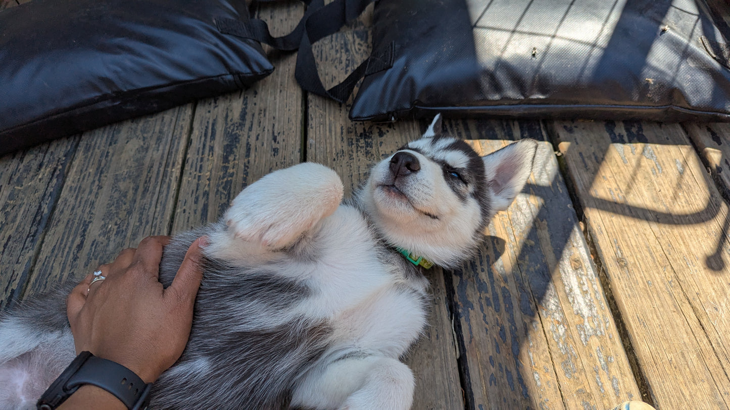 Bruno ♂️ (Adopted) "Omega"