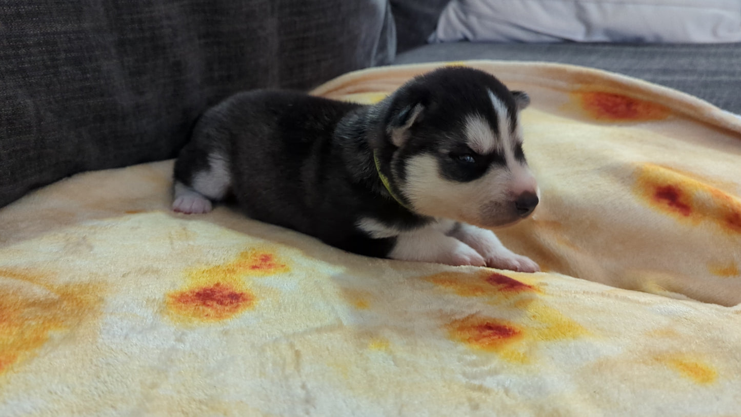 Bruno ♂️ (Adopted) "Omega"