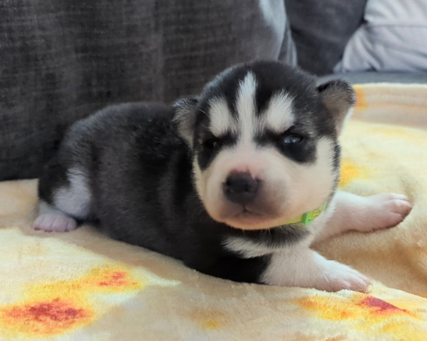 Bruno ♂️ (Adopted) "Omega"