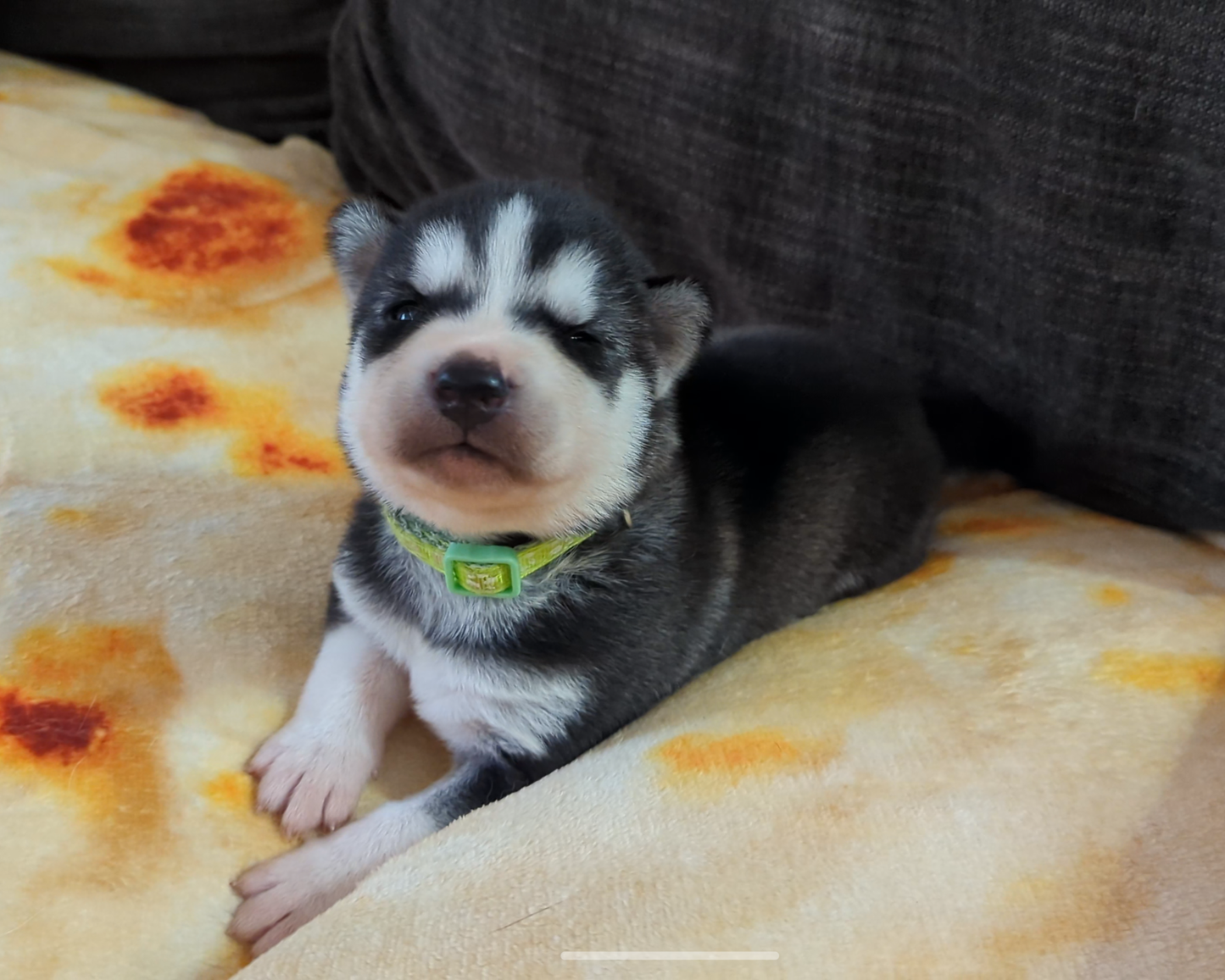 Bruno ♂️ (Adopted) "Omega"