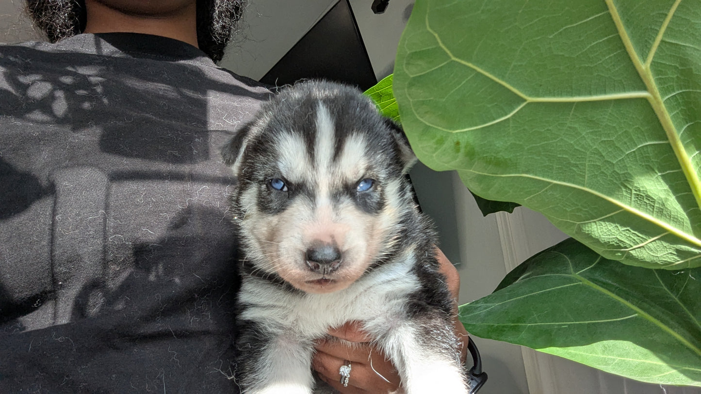 Bruno ♂️ (Adopted) "Omega"