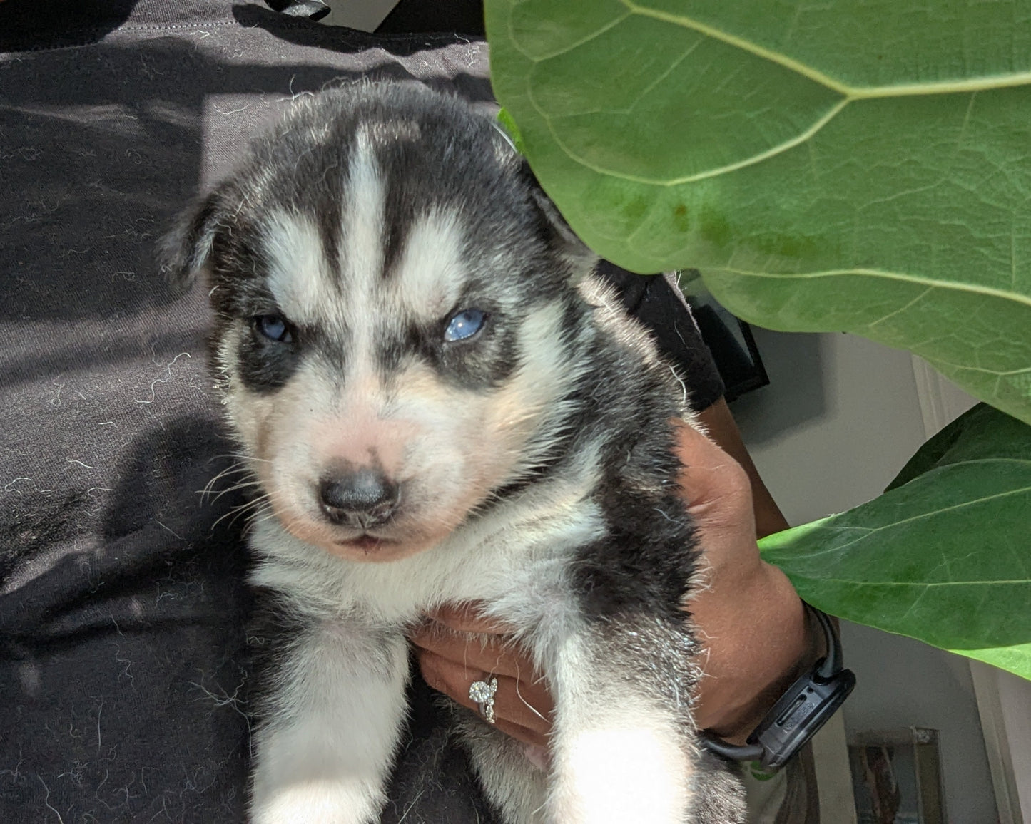Bruno ♂️ (Adopted) "Omega"