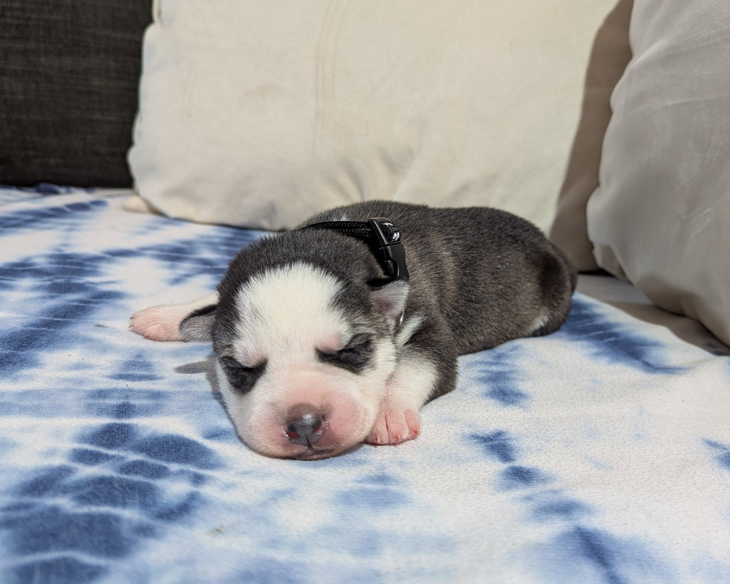 Cato ♂️ (Adopted)