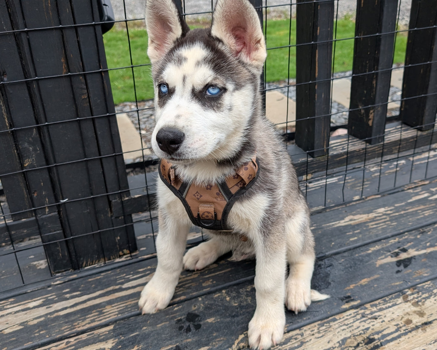 Cato ♂️ (Adopted)