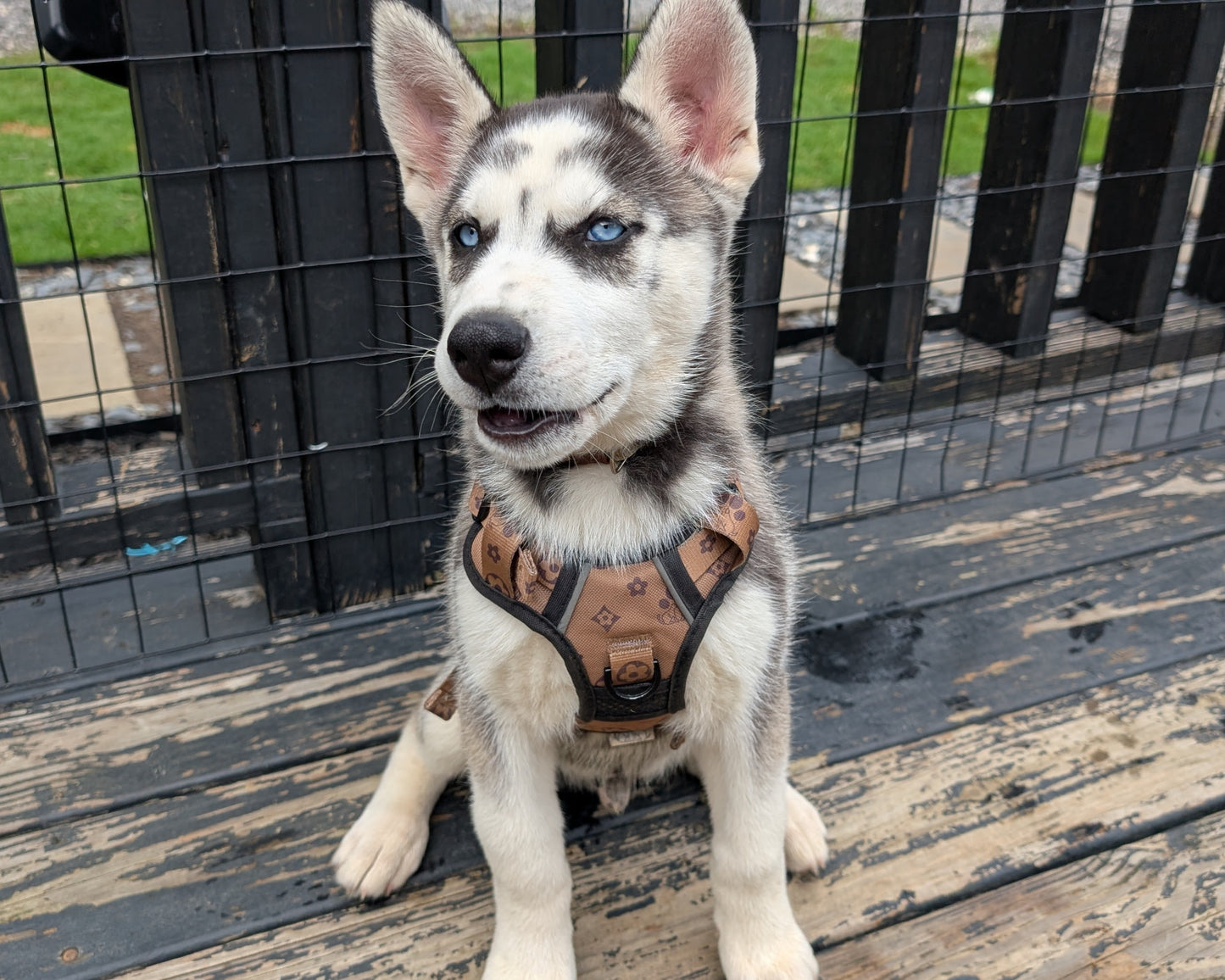 Cato ♂️ (Adopted)