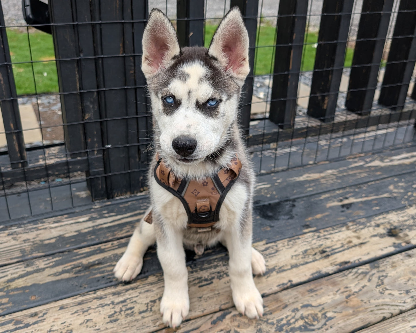 Cato ♂️ (Adopted)