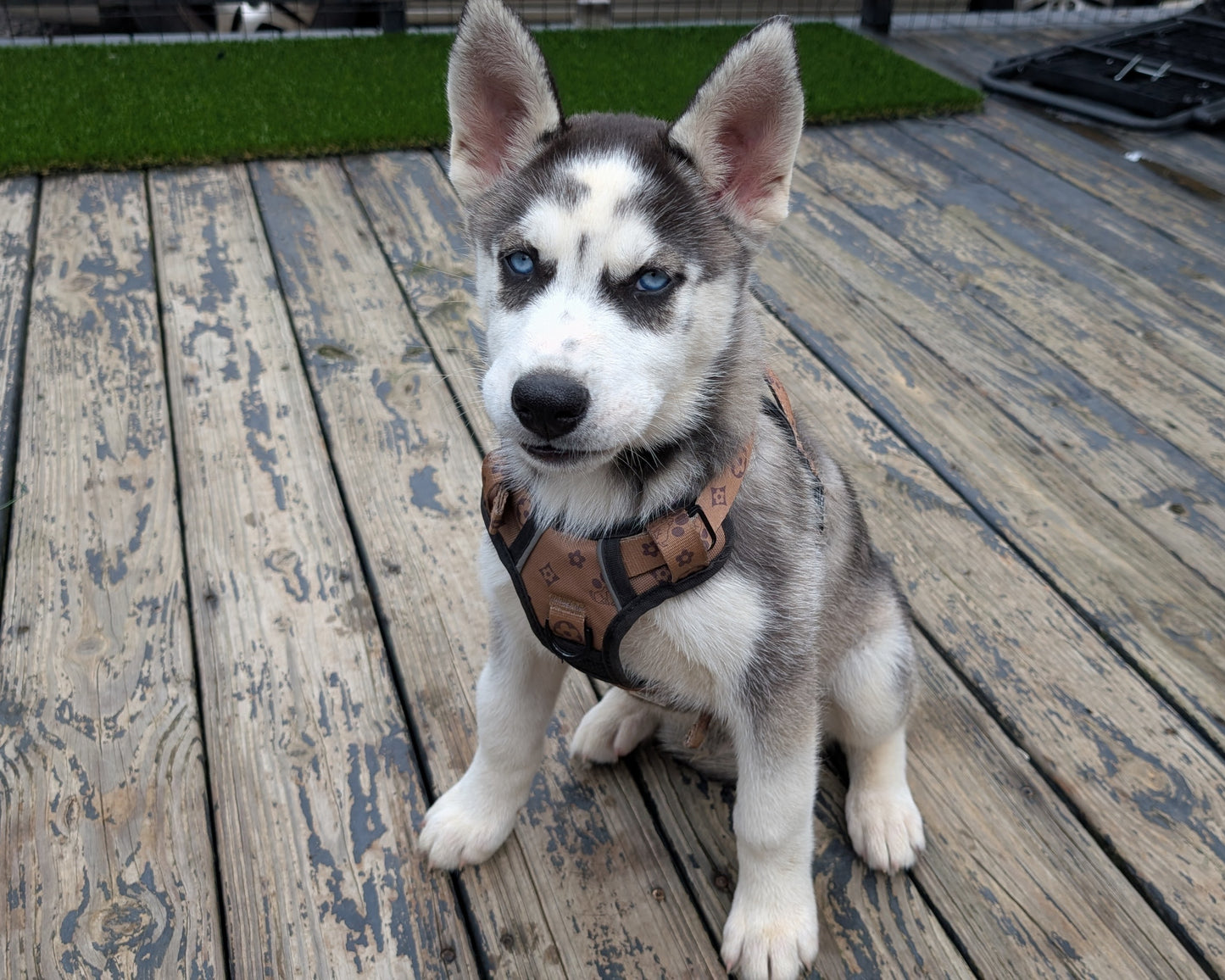 Cato ♂️ (Adopted)
