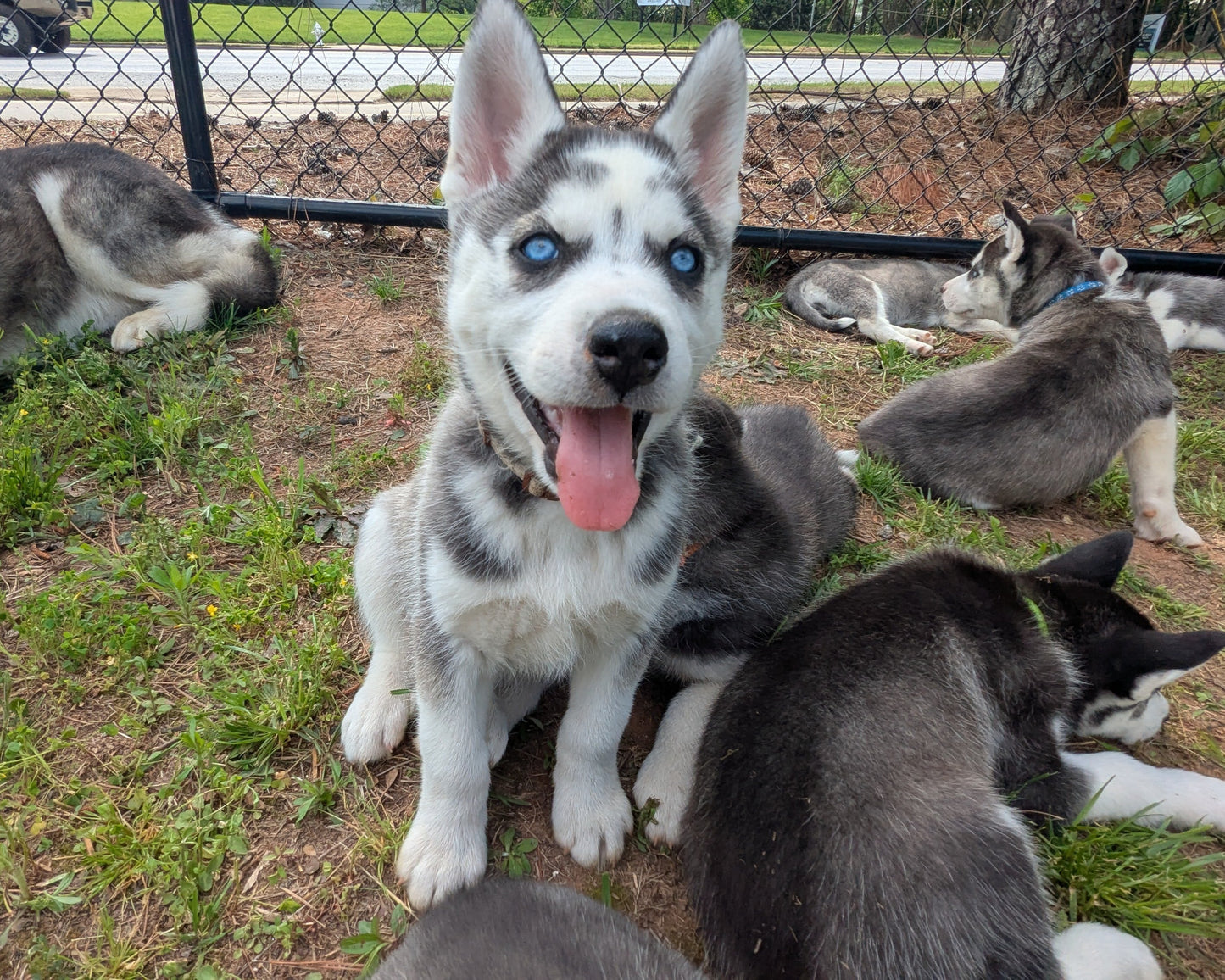 Cato ♂️ (Adopted)