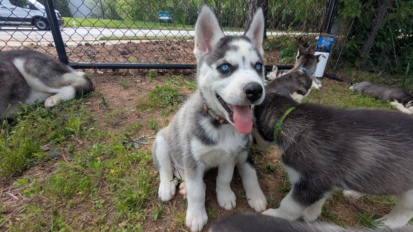 Cato ♂️ (Adopted)