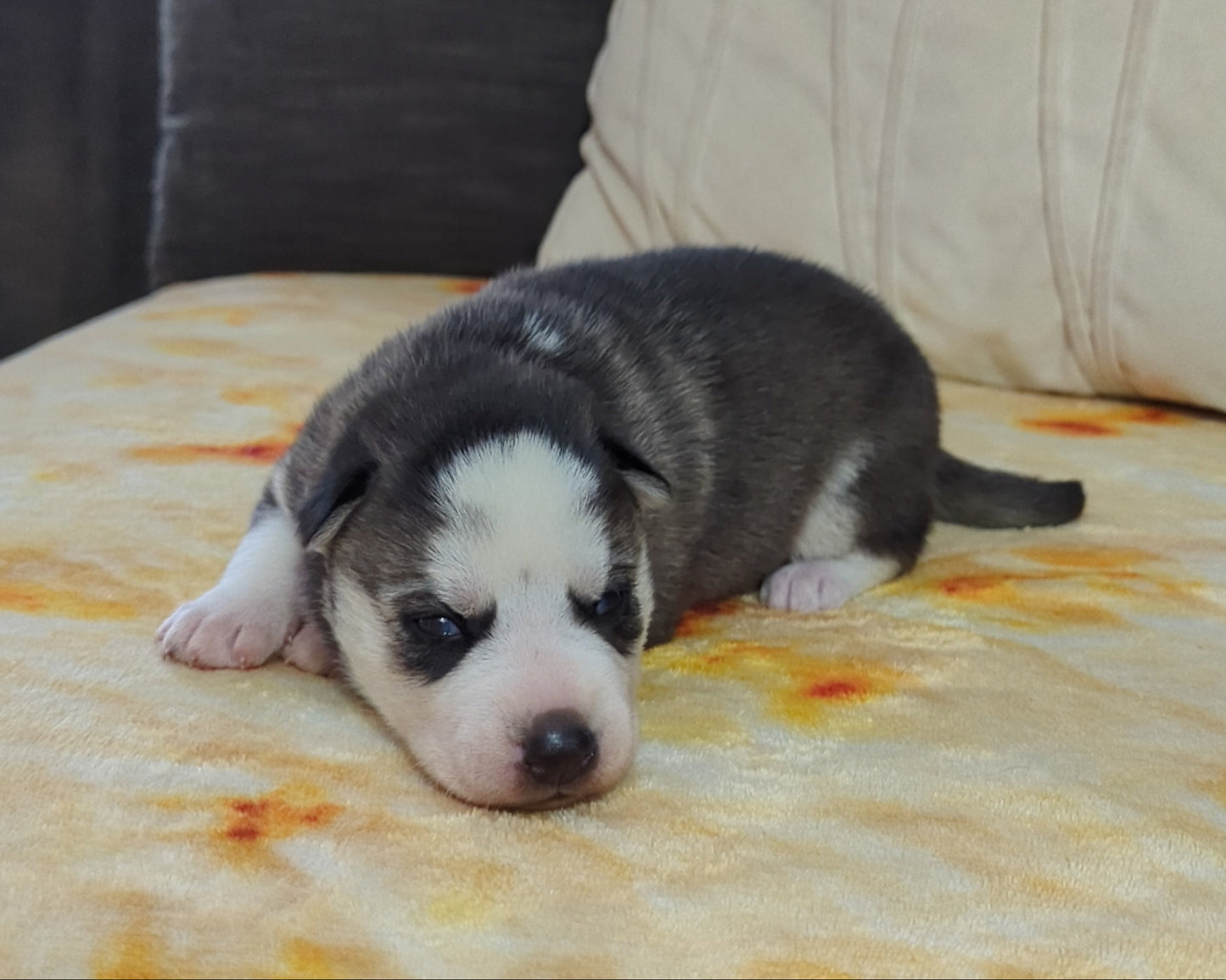 Cato ♂️ (Adopted)