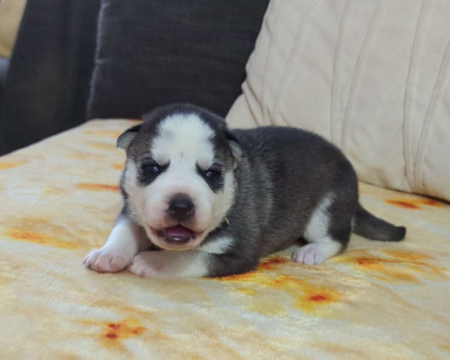 Cato ♂️ (Adopted)