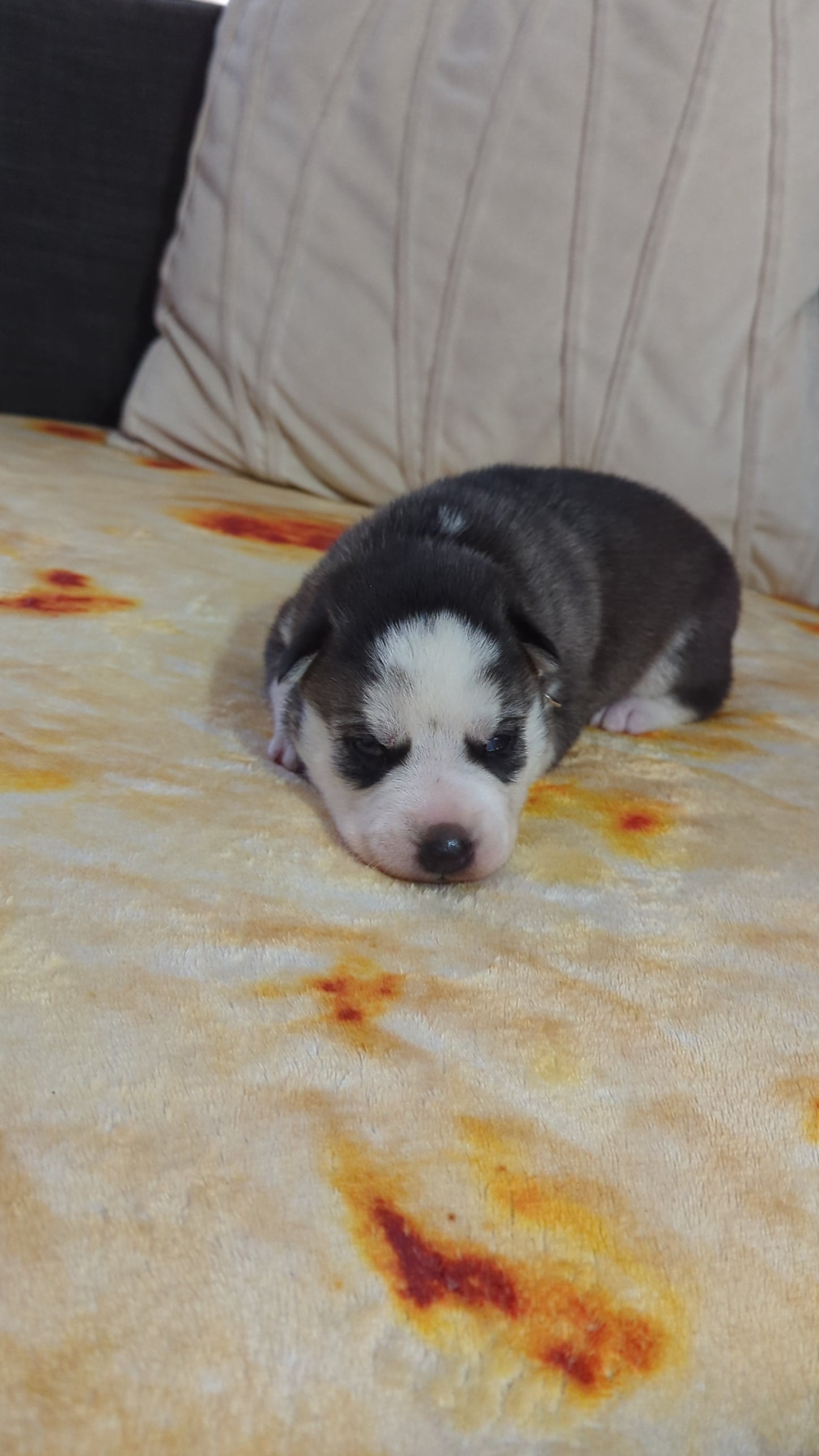Cato ♂️ (Adopted)