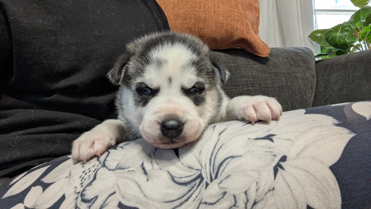 Cato ♂️ (Adopted)
