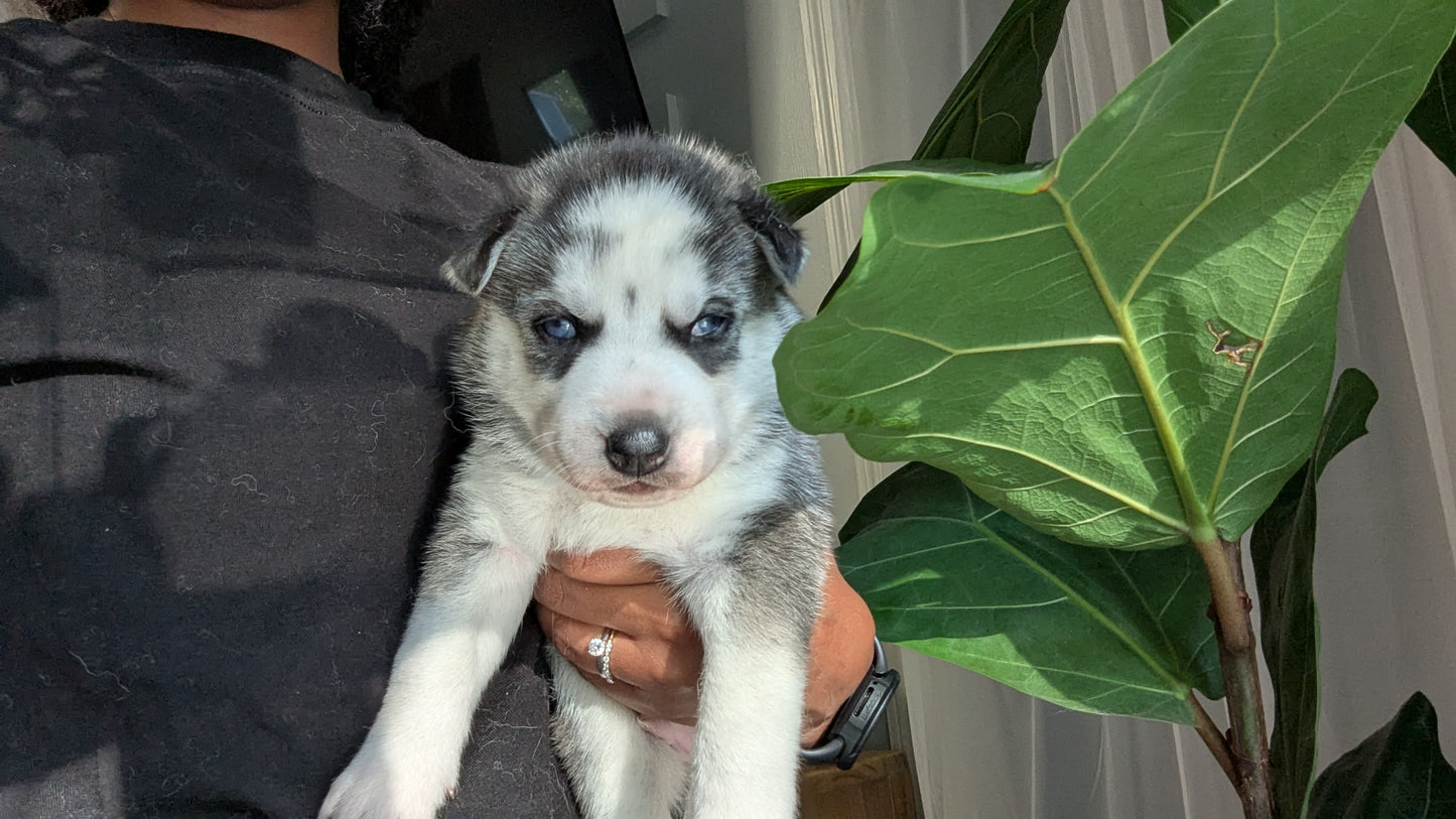 Cato ♂️ (Adopted)