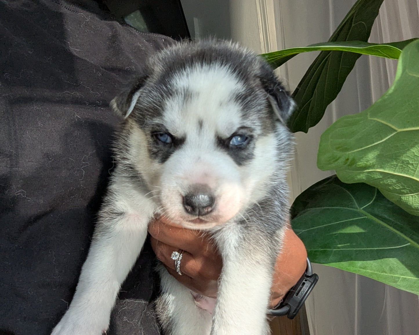 Cato ♂️ (Adopted)