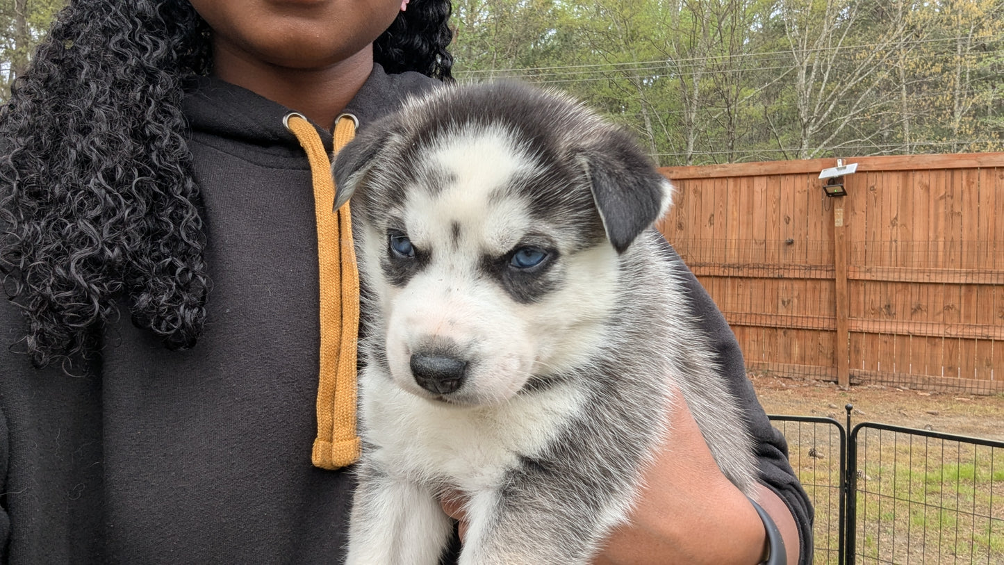 Cato ♂️ (Adopted)
